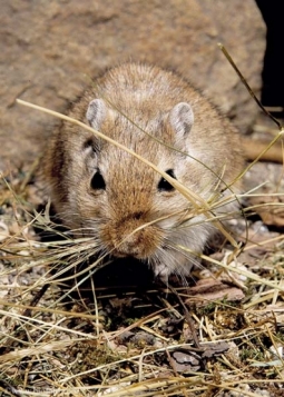 Dyrehandel dyrebutik fodre bure kanin marsvin hamster gerbil ørkenrotter foder unger pasning sygdom paring Dyrehandel dyrebutik fodre bure